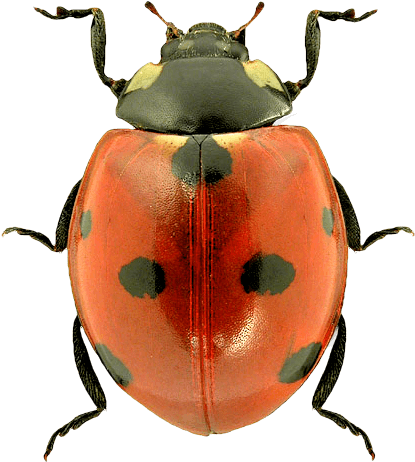 Download Top Ladybug Png Lady Bug Transparent Background Full Size Png Image Pngkit