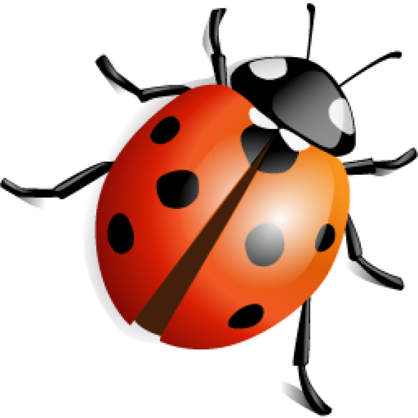 Lady Bug Png Free Download - Insects Png (600x600), Png Download