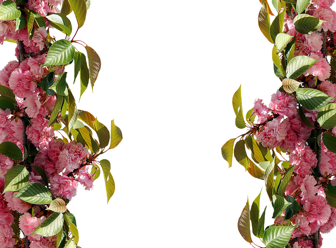 Roses,frame,pink Rose,picture - Cadre Rose (1280x948), Png Download