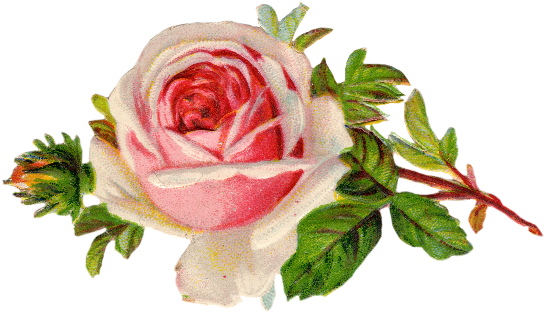 Free Vintage Rose Clip Art Free Pretty Things For You - Vintage Rose Clip Art (2039x1197), Png Download