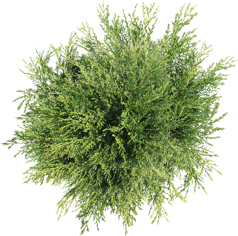 Transparent Images Pluspng Viewpluspngcom - Plant Top View Png (850x852), Png Download