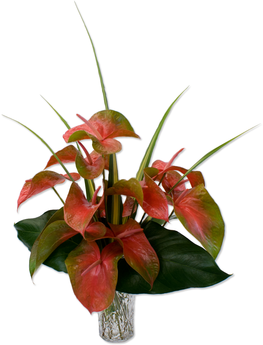 Cute Anthurium Pink Tropical Flower Lovely And Green - Hawaiian Flowers Bouquet Transparent (1200x1200), Png Download