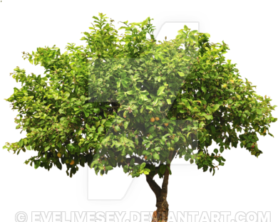 Lemon Tree Top Png - Lemon Tree Cut Out (400x311), Png Download