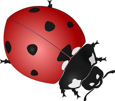 Ladybug Insect Beetles Coccinellidae Ladyb - Ladybird Black And White (387x340), Png Download