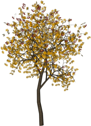 Tree Drawings - Plane-tree Family (500x500), Png Download