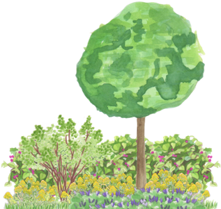 Using Predefined Template And Plant Patterns - Wild Cabbage (451x322), Png Download