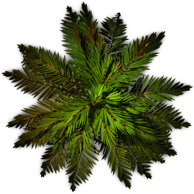 Palm Tree Top View Png - Pond Pine (392x393), Png Download