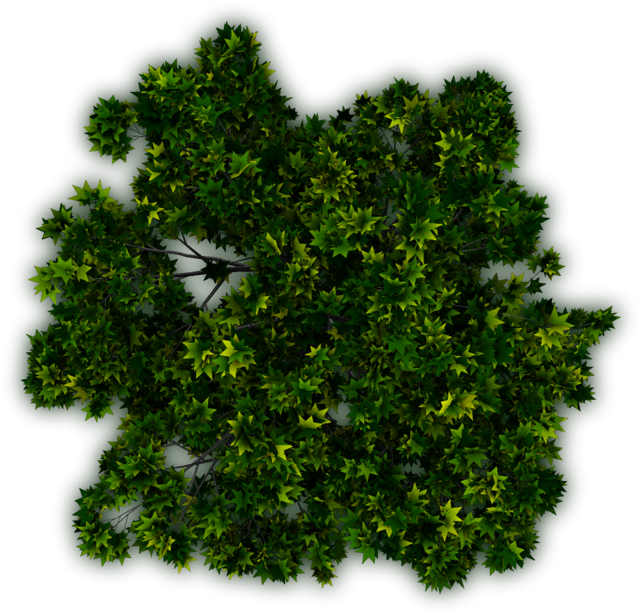 Dundjinni Mapping Software Forums - Eastern Hemlock (640x614), Png Download