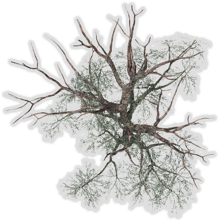 Tree Top View Png For Kids - Winter Tree Plan Png (463x456), Png Download