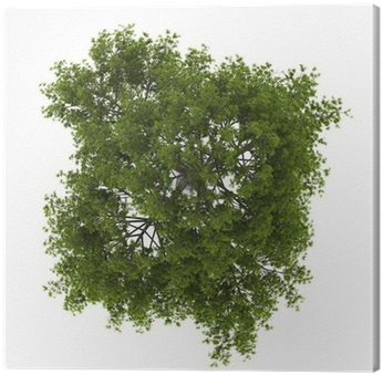 Download Top View Of Crack Willow Tree Isolated On White Background