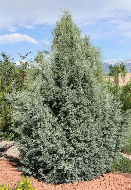Rocky Mountain Juniper (640x640), Png Download