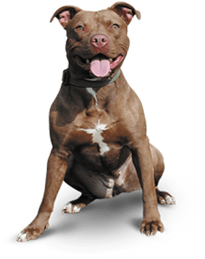Pitbull Dog Png Png Black And White Library - Sales Dogs (400x400), Png Download