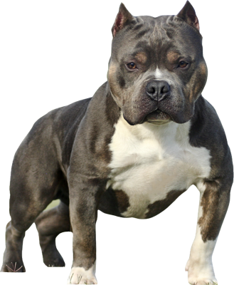 Pitbull Silhouette Png Bully Psd, Free Vector - Sable Tri American Bully (329x400), Png Download