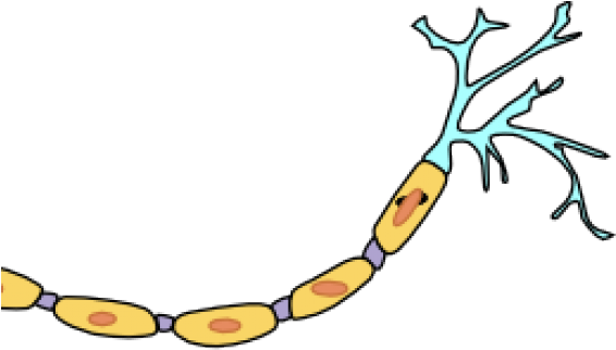 Neuron Clipart Animated - Regions Of The Neuron (640x480), Png Download