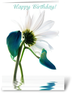 Daisy Greeting Card - Oxeye Daisy (350x396), Png Download