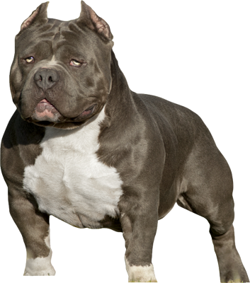 Pitbull Silhouette Png American Bully Psd Detail - American Bully 818 Concepts (353x400), Png Download