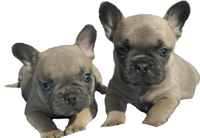 Life Is Better With A Frenchie - French Bulldog (647x447), Png Download