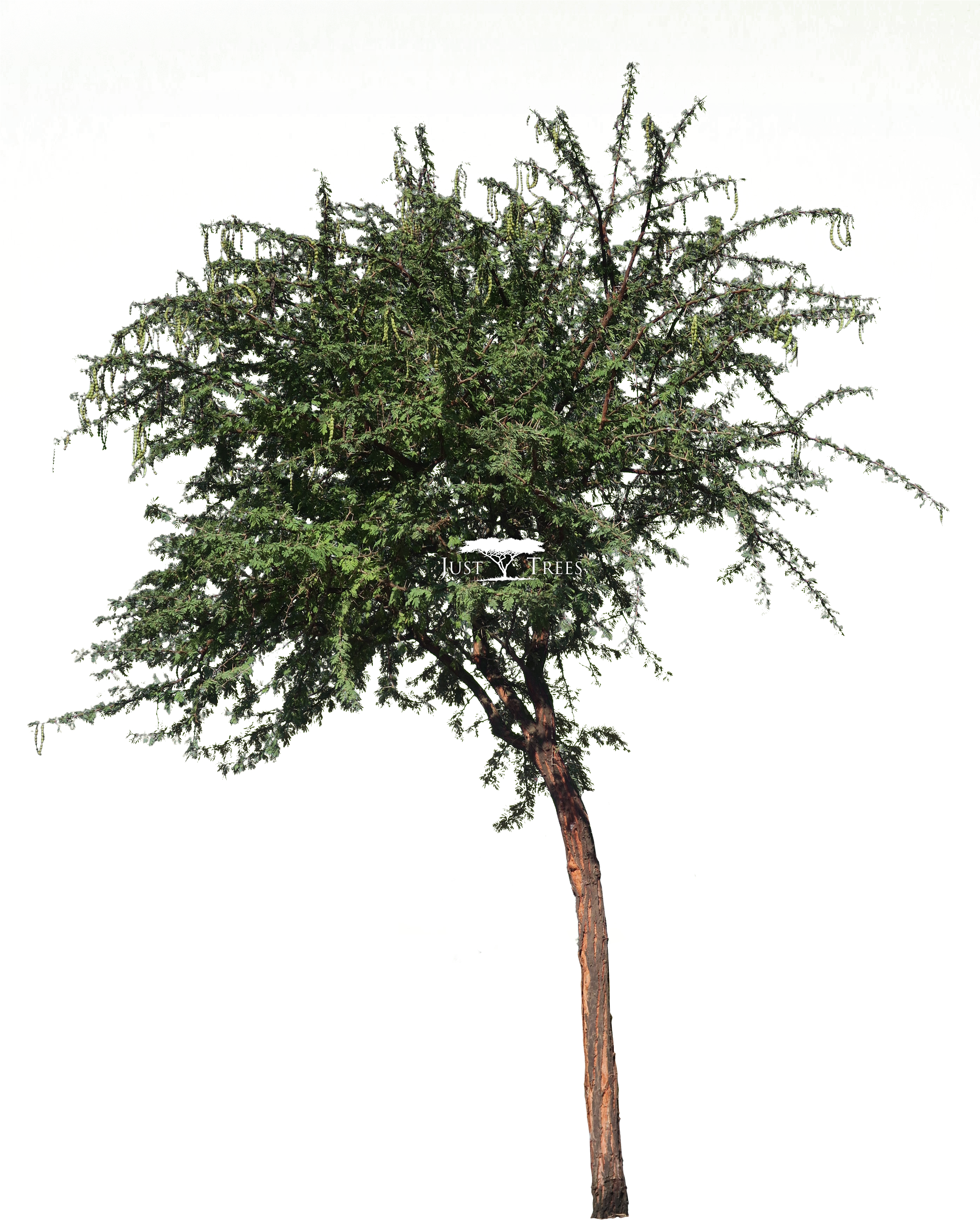 Acacia Nilotica L Vachellia Nilotica L Common Name - Acacia Png (2796x3715), Png Download