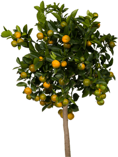 View Collectionwhere To Buy - Black Walnut Tree Small (400x400), Png Download
