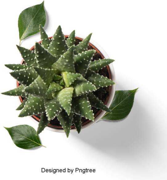 Fresh And Fleshy Plant Potted, Multi Meat, Plant, Potted - Plants (640x640), Png Download