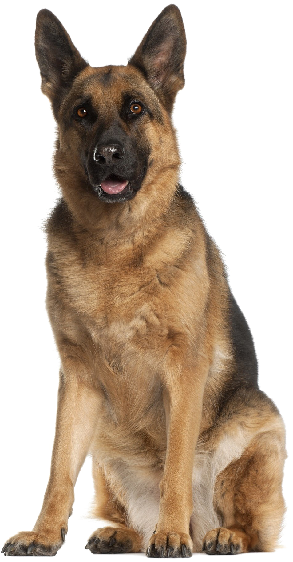 German Shepherd Png Download Image - German Shepherd (1200x1869), Png Download