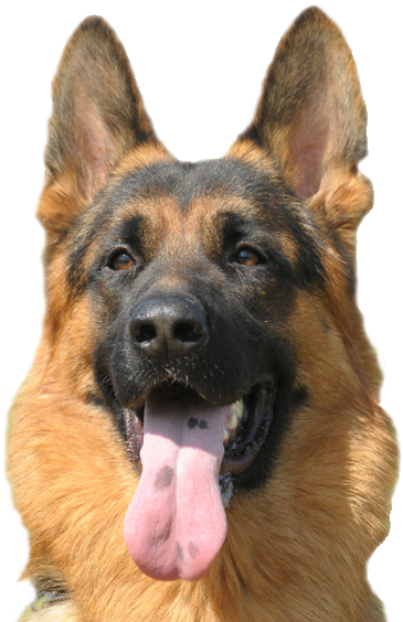 About Hawkeye German Shepherds - German Shepherd Dog Png (386x571), Png Download