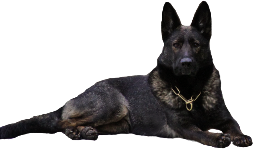 Black Sable German Shepherd, Czech German Shepherd, - Eastern German Shepherd Black (857x551), Png Download