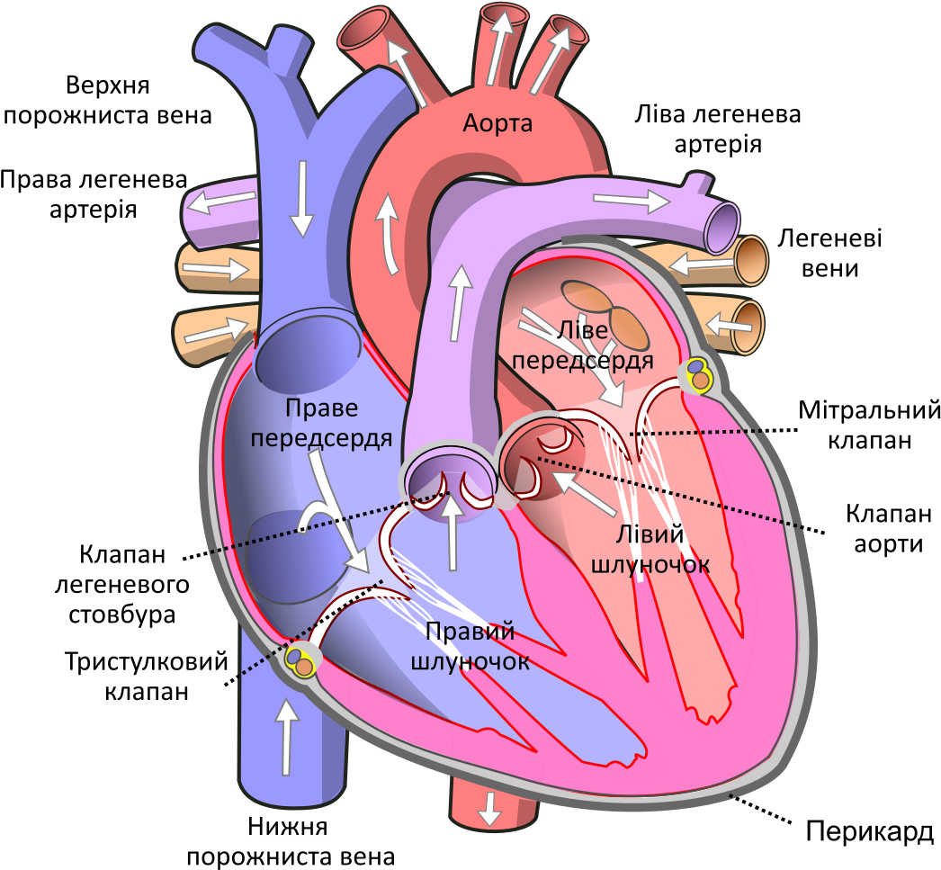 1,024 Pixels - Human Heart (1097x1024), Png Download