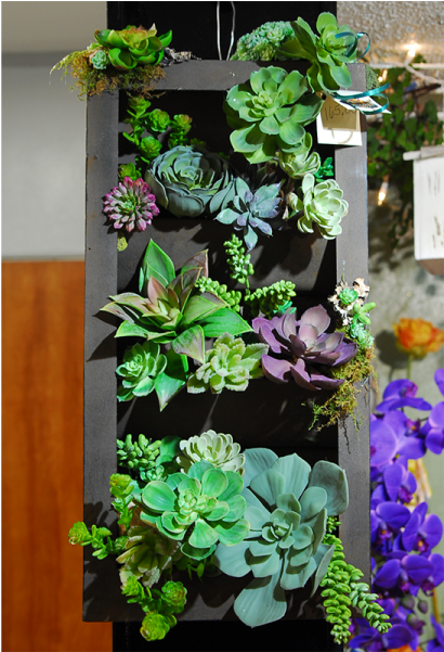 Hanging Silk Succulent Tray Garden - Succulent Plant (600x600), Png Download