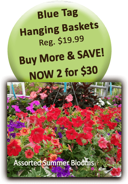Blue Tag Hanging Baskets - Impatiens (504x720), Png Download