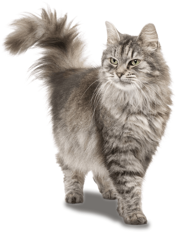 Siberian Cat (616x800), Png Download