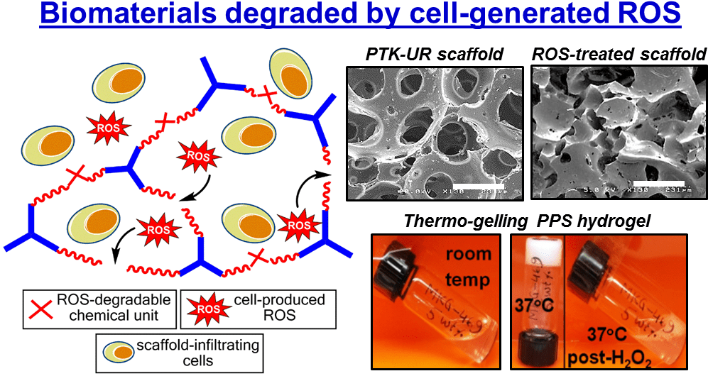 Researchers In The Atl Have Developed Novel, Biodegradable - Circle (1044x550), Png Download