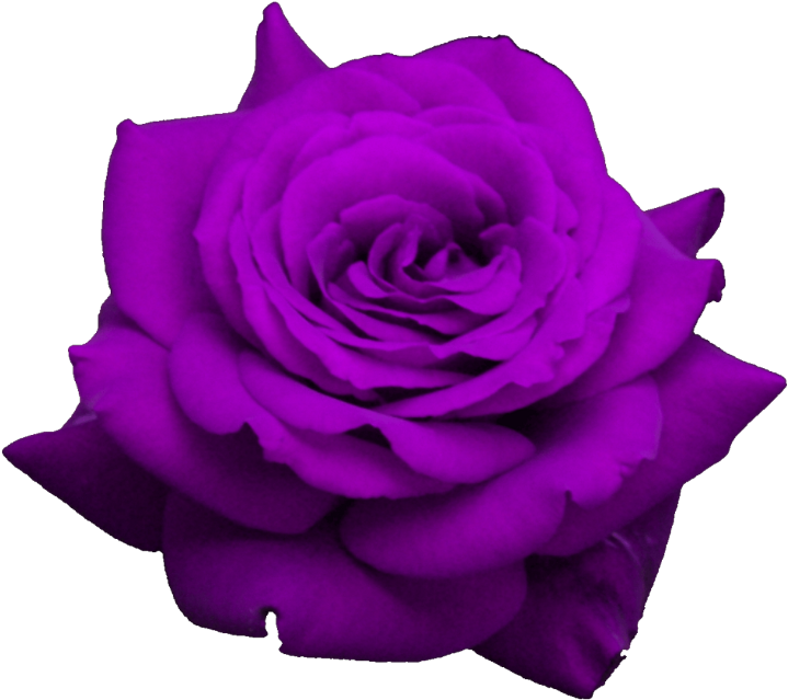 Rose (1024x1024), Png Download