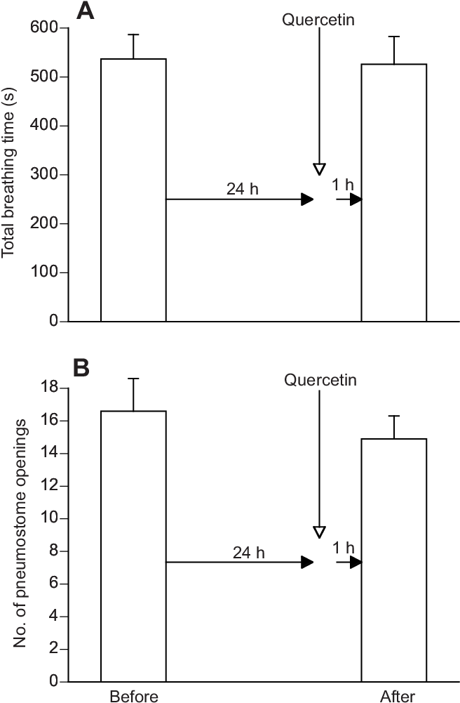 The Breathing Behaviour In Snails In Hypoxic Pond Water - Diagram (658x1011), Png Download