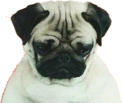 Dog, Pug, And Wallpaper Image - Loulou The Pug: A Book By Meetthepugs (500x888), Png Download