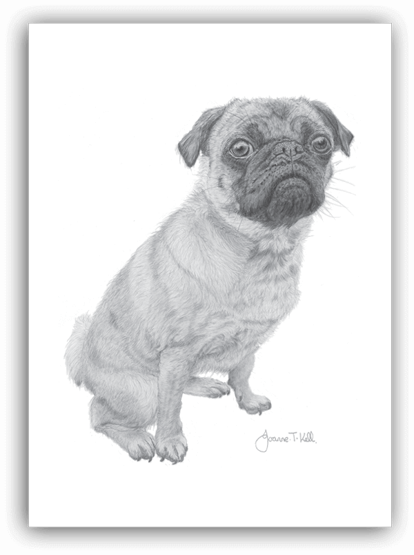 Pug Greeting Card - Pug (600x804), Png Download