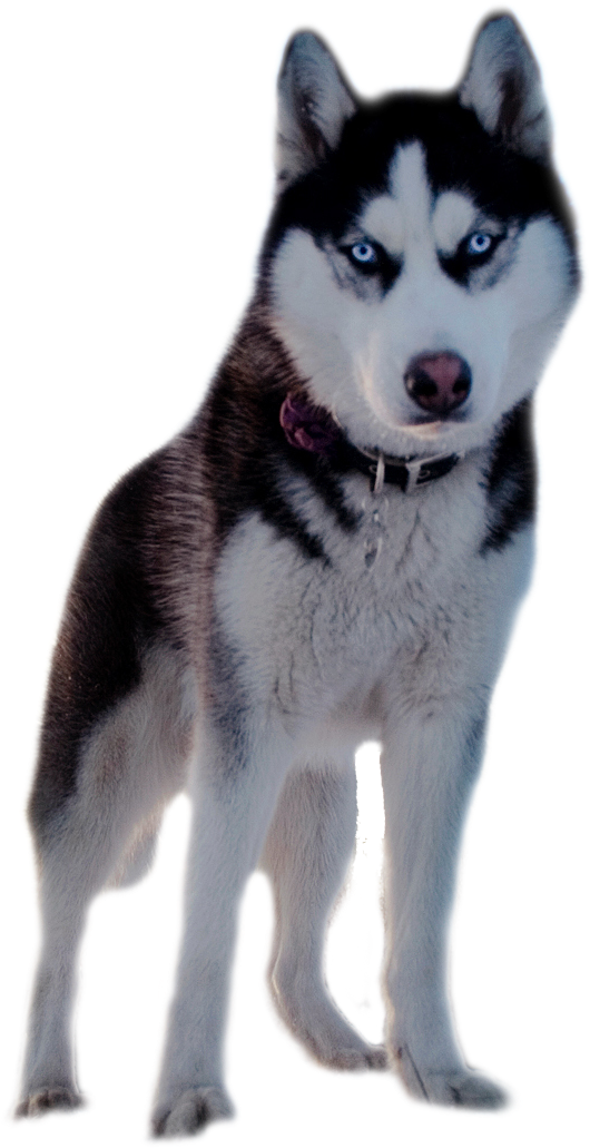 Хаски - Husky Siberiano Fondo Transparente (687x1101), Png Download