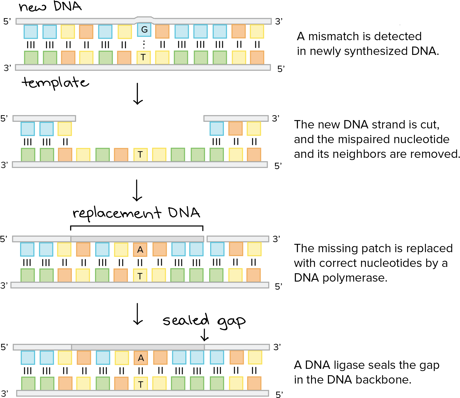 A Mismatch Is Detected In Newly Synthesized Dna - Dna Replication (2550x1721), Png Download