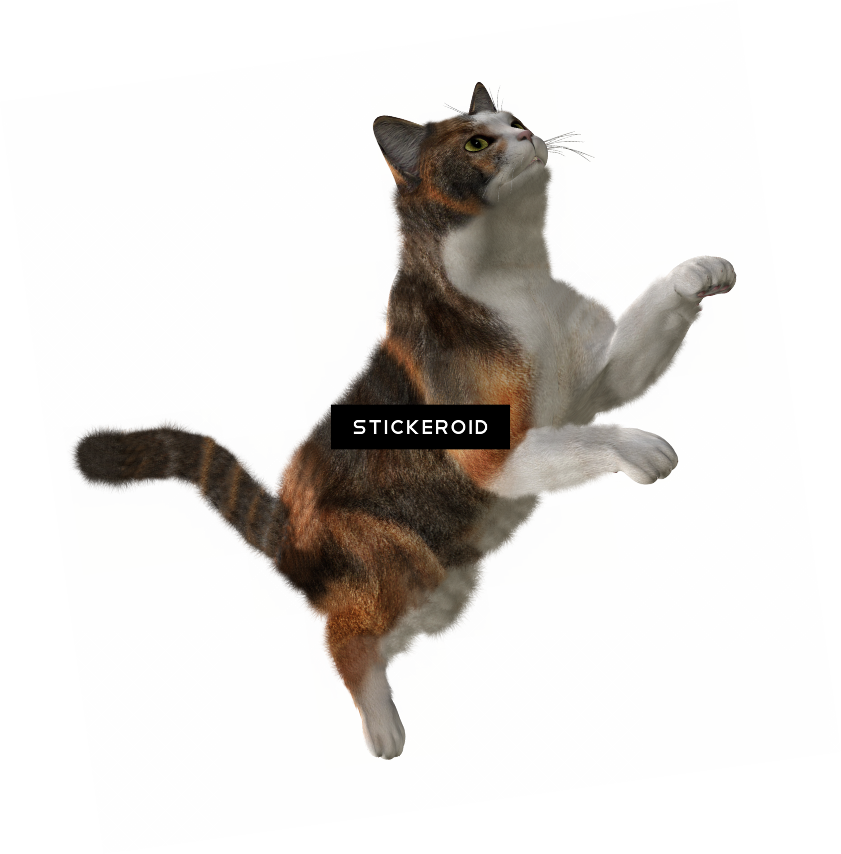 Cat (1686x1712), Png Download