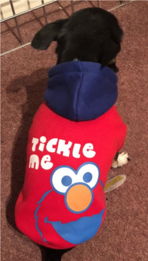 Dog Clothes (845x1000), Png Download