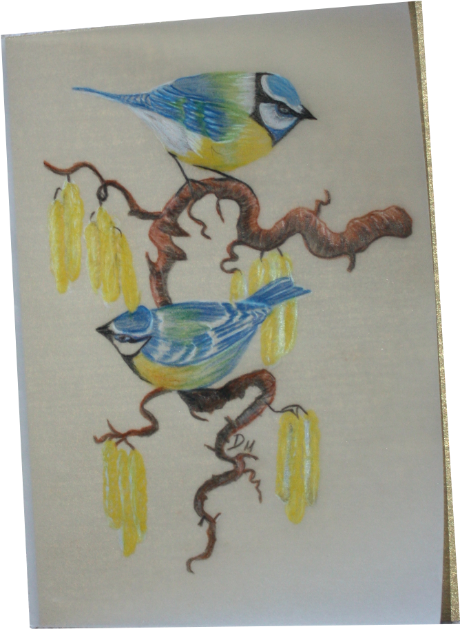 Farbstift Zeichnungen Auf Pergamentpapier - Blue Jay (689x941), Png Download