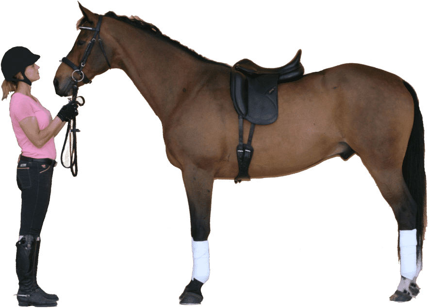 Equestrian Imports Your Full Service On Line Source - Perfect Fit Saddle On Horse (900x650), Png Download