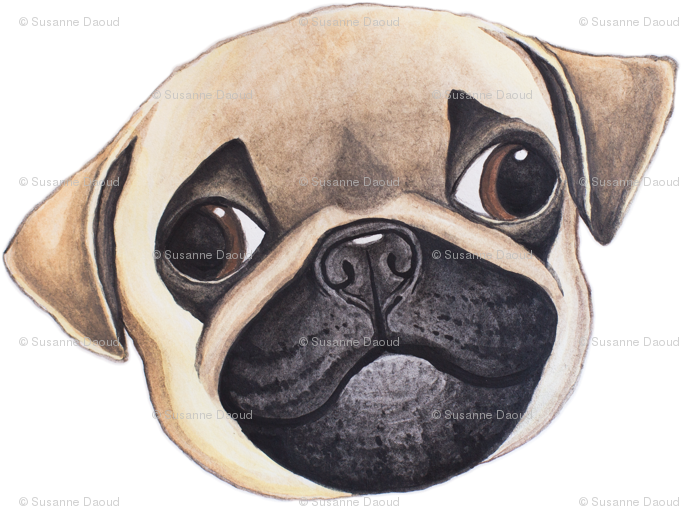 Pug (707x530), Png Download