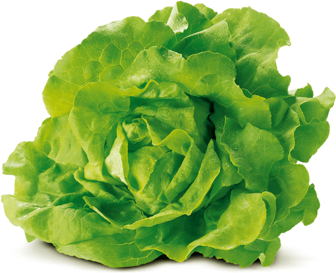 Cabbage-lettuce Von Elo (800x557), Png Download