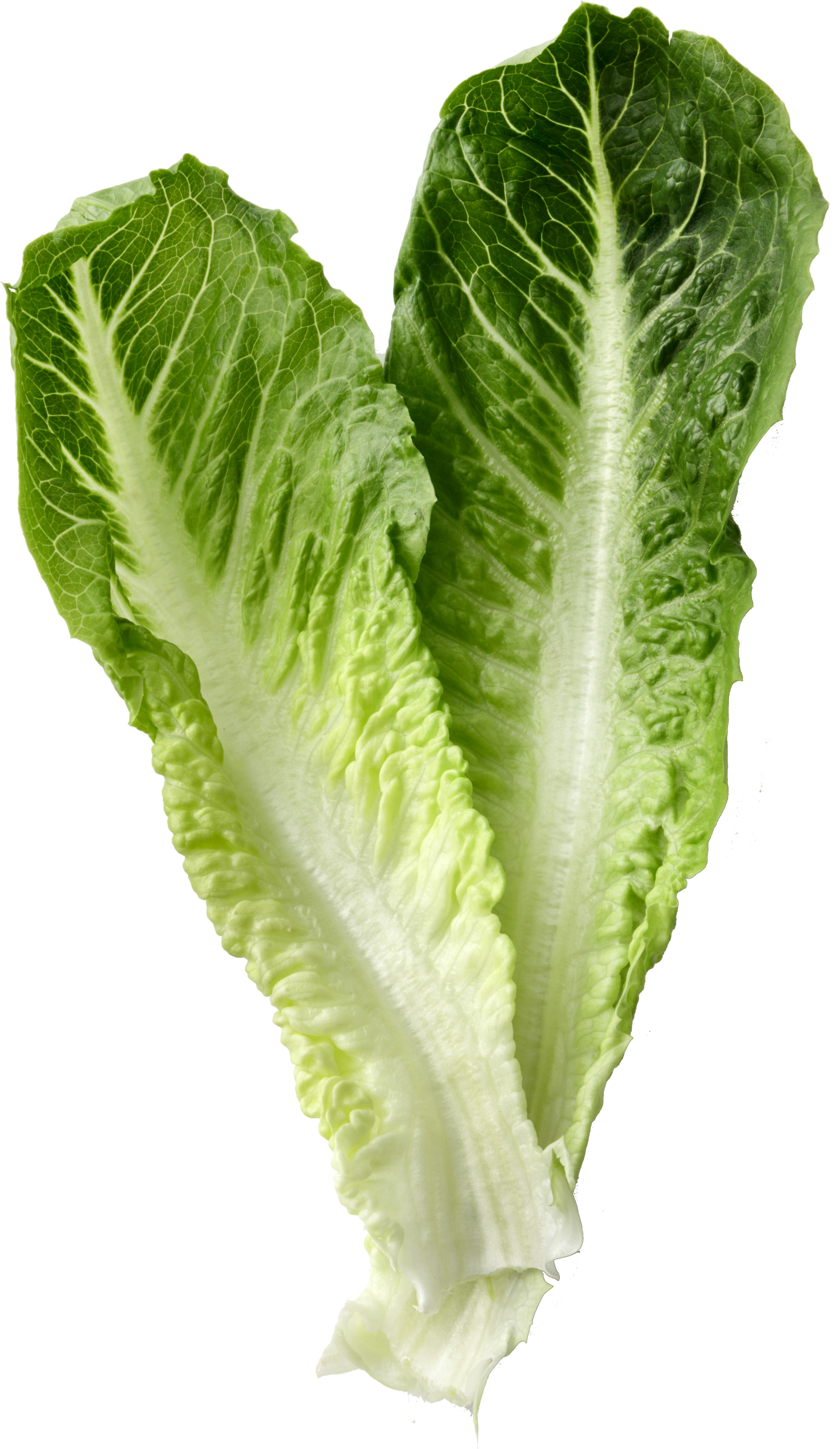 Wine - Vegetable (2086x3597), Png Download