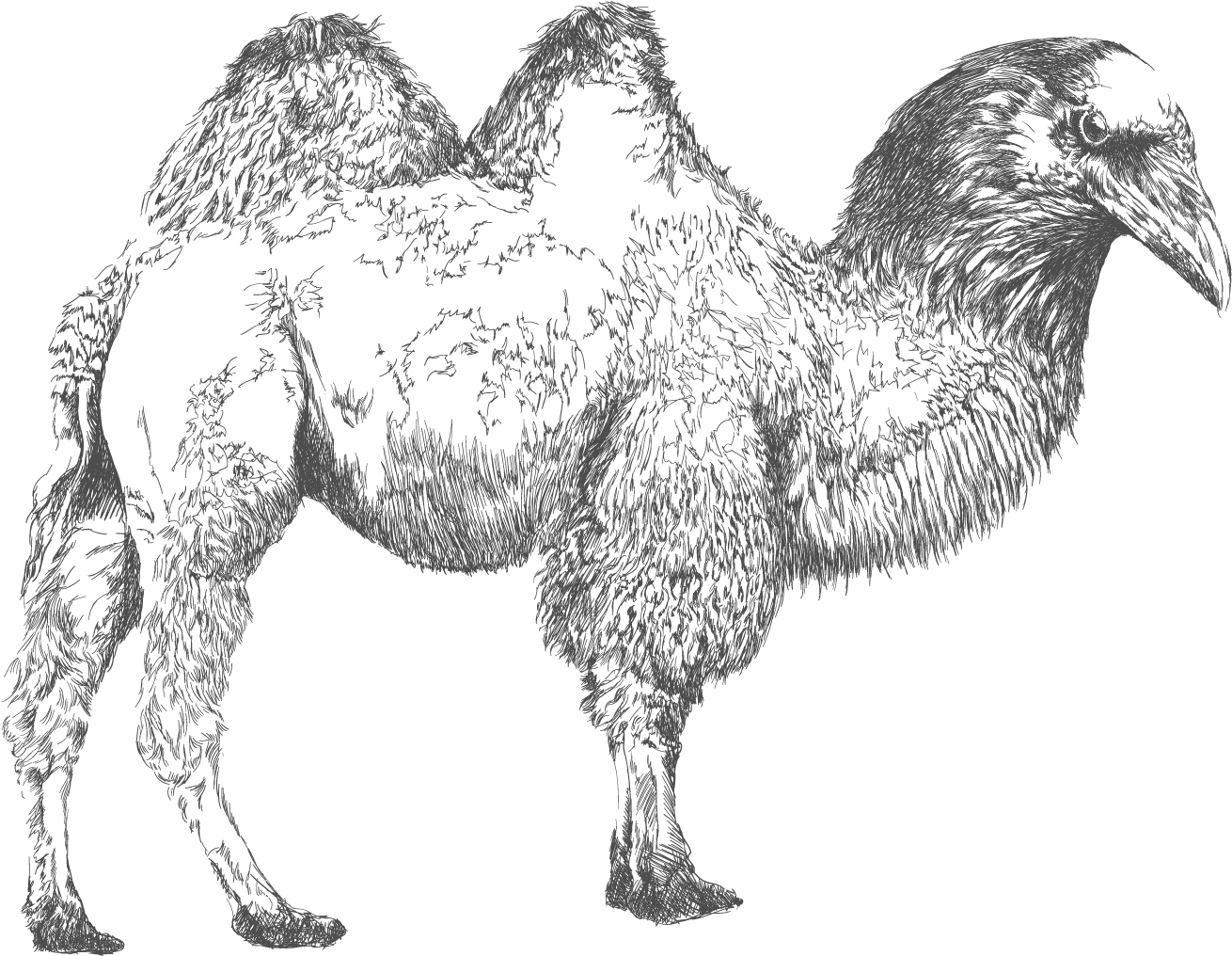 File - Cuermello - Bactrian Camel (2543x1667), Png Download