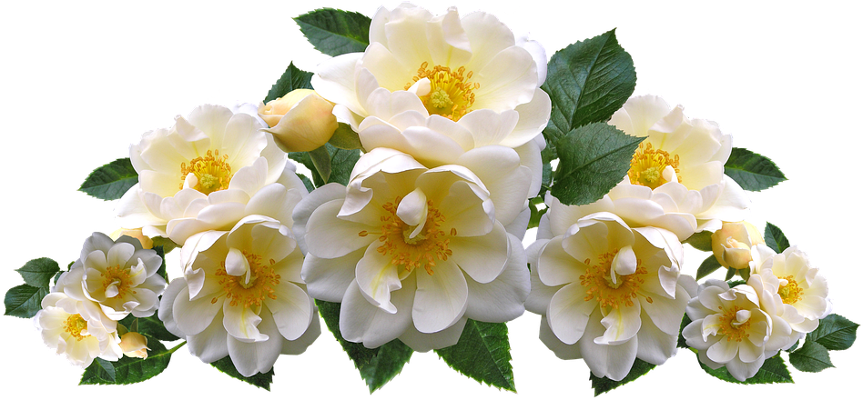 Roses, White, Flowers, Arrangement, Garden, Nature - Flower On Water Wave (960x440), Png Download