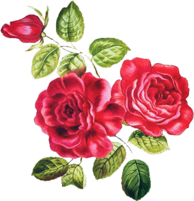 Desafio Adesivo Art Flores Rosas Nature Natureza - Vintage Garden Red Roses (662x687), Png Download