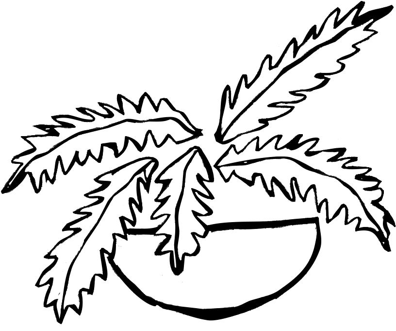 Fern (889x738), Png Download