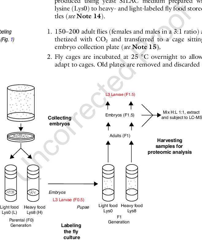 Embryo Collections Are Performed In Cages (658x779), Png Download